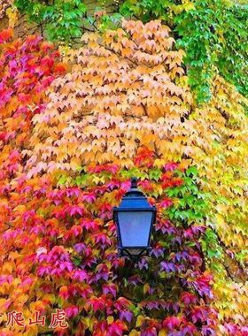 新品爬山虎种子四季常青三叶地锦四季种阳台庭院爬藤观叶植物种子