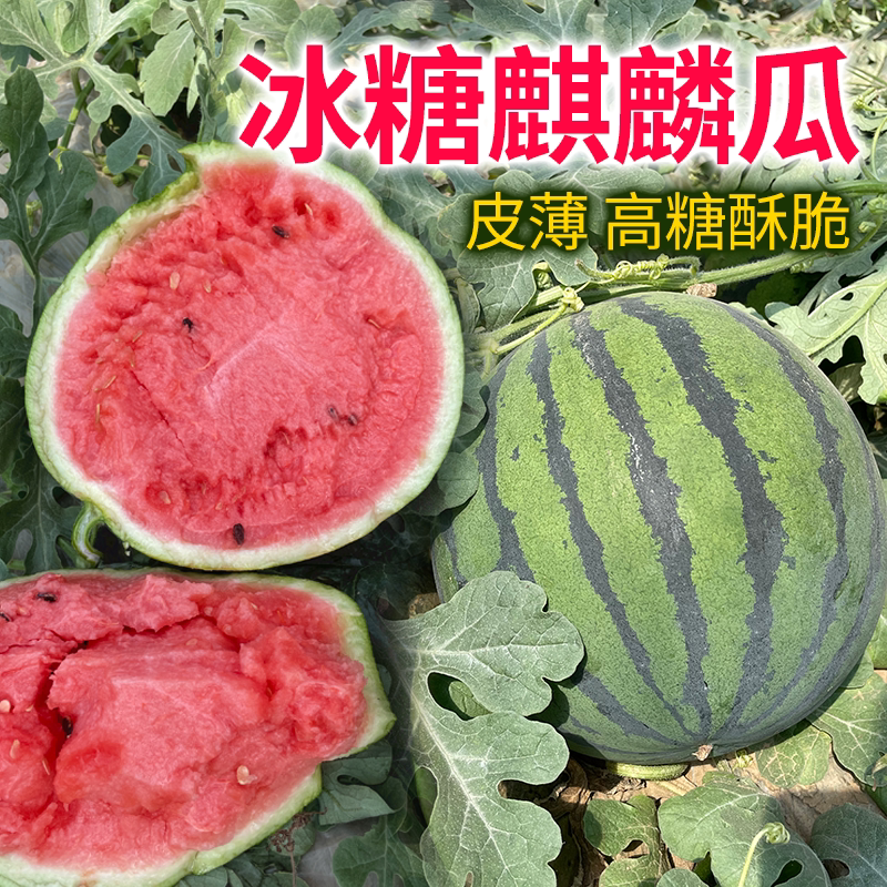 盈科四季麒麟西瓜种子高产