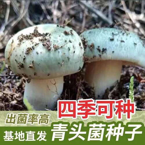 送种植说明，喷水就活