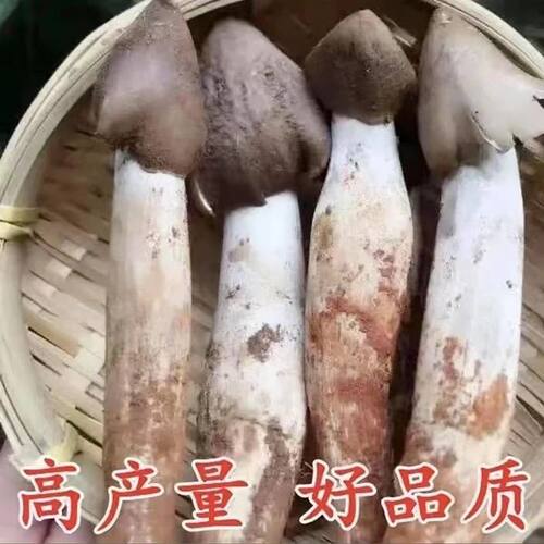喷水就活，反复出菌，送种植说明