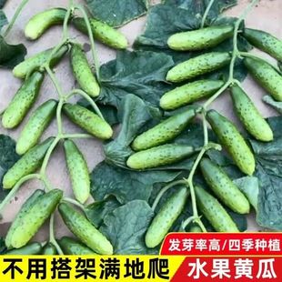 懒人黄瓜种子地爬不搭架水果黄瓜种子爬满地盆栽四季播种蔬菜种籽