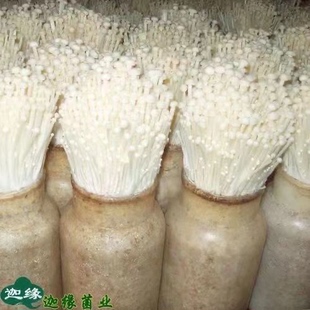 正宗金针菇菌种菌丝蘑菇种植包土培四季种植家庭阳台室内室外菌包