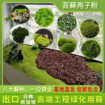 苔藓种籽青苔微景观青苔