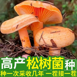 松树菌乌枞松菌黄松菌黄枞菌松针蘑菇四季可种菌包原种黄丝菌菌种