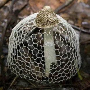 正宗竹荪菌种竹参竹笙山珍之花四季土培种植蘑菇种植菌丝种植阳台