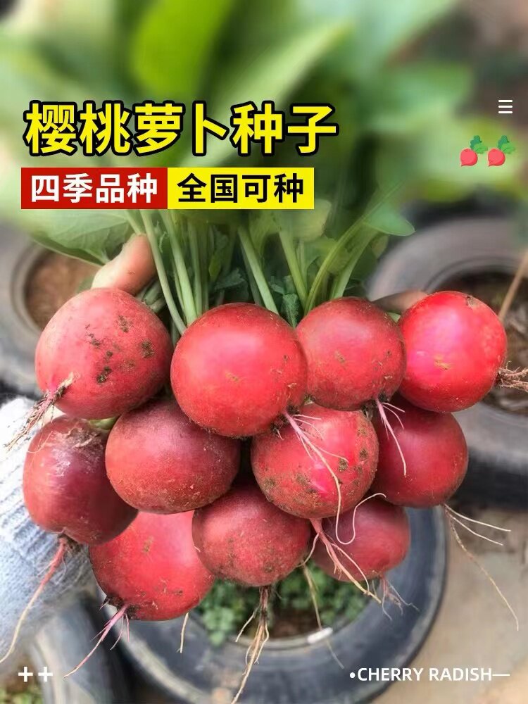 津科力丰四季樱桃萝卜种子好吃
