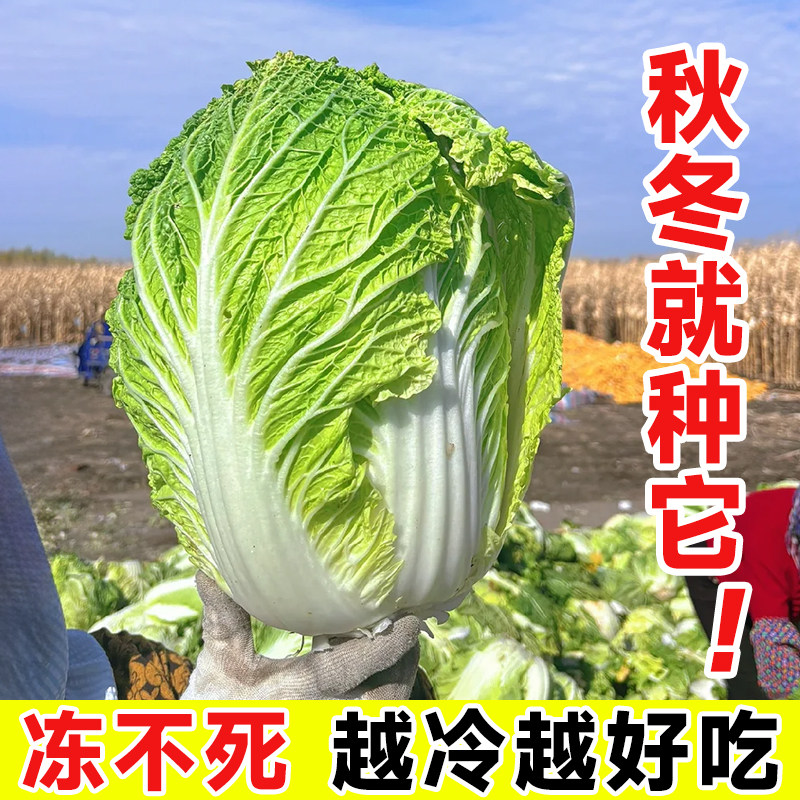 3天发芽,高产好吃,包发芽