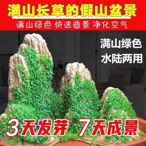 假山草籽草种子上水石吸水石盆景植物珍珠草心形圆叶草混装微景观