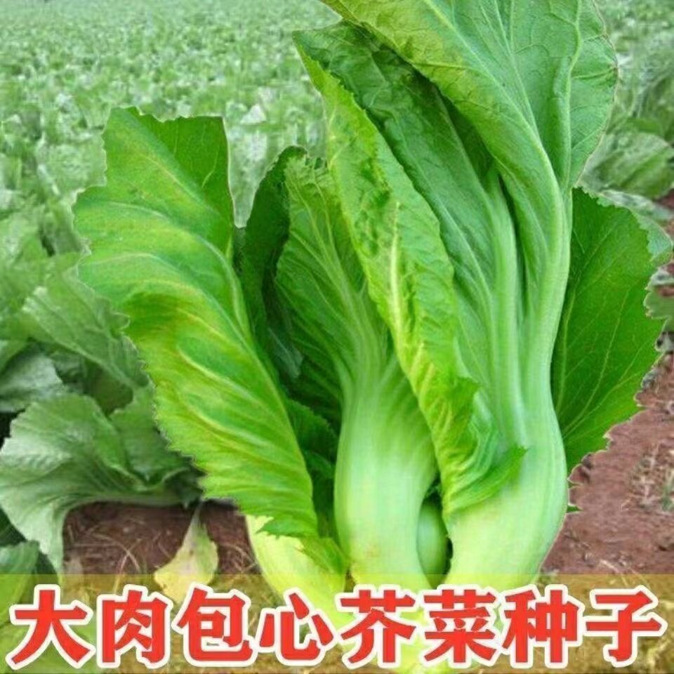 大肉包心芥菜卷心菜种子四季种植