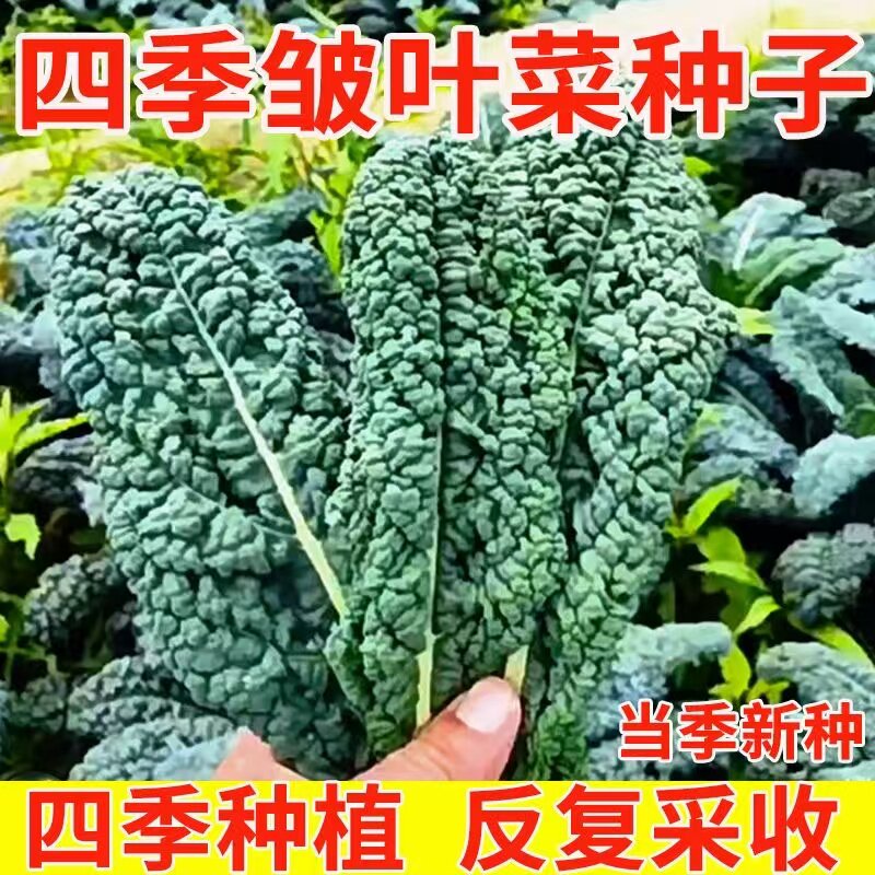 【皱叶菜种子】四季种菜高产驱虫蔬菜种子家庭小院农家菜四季种植