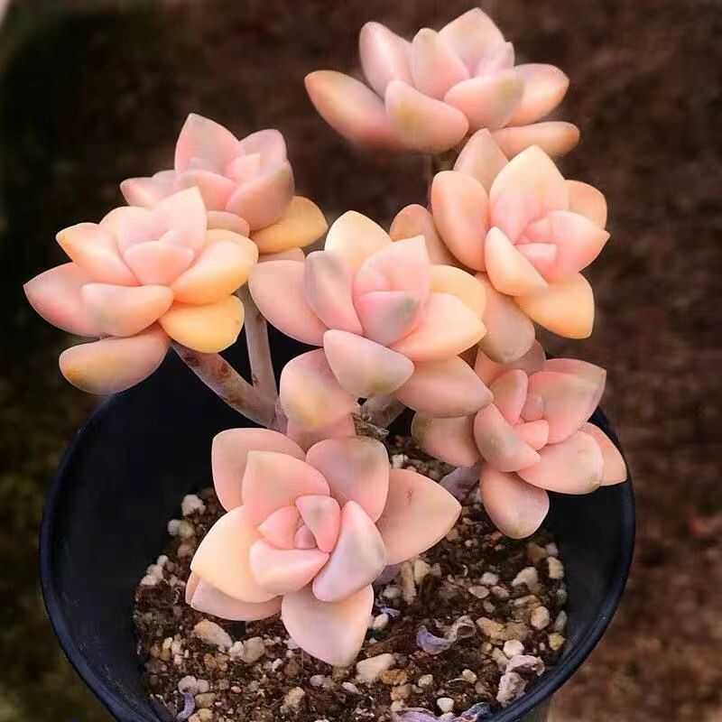 自然锦美杏锦老桩多肉植物绿植盆栽精品多头群生进口基地直发