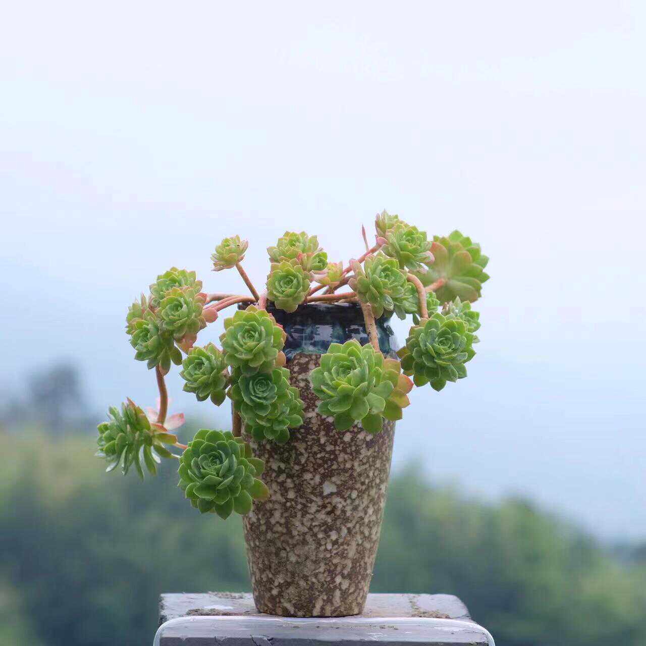 大珠造型悬崖老桩绿蔷薇多肉植物绿植盆栽室内外阳台稀有品种好养