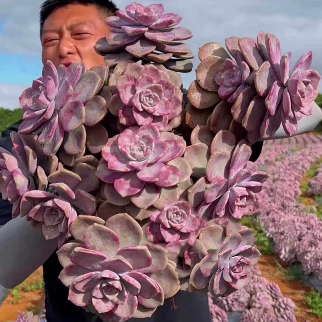 多肉老桩悬崖群生多头超大肉肉植物云南基地精品老桩