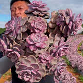 多肉老桩悬崖群生多头超大肉肉植物云南基地精品老桩