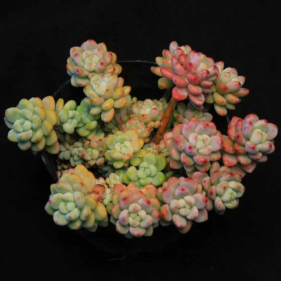 香水劳尔罗琦老桩多肉植物绿植盆栽室内外桌面阳台办公室基地批发