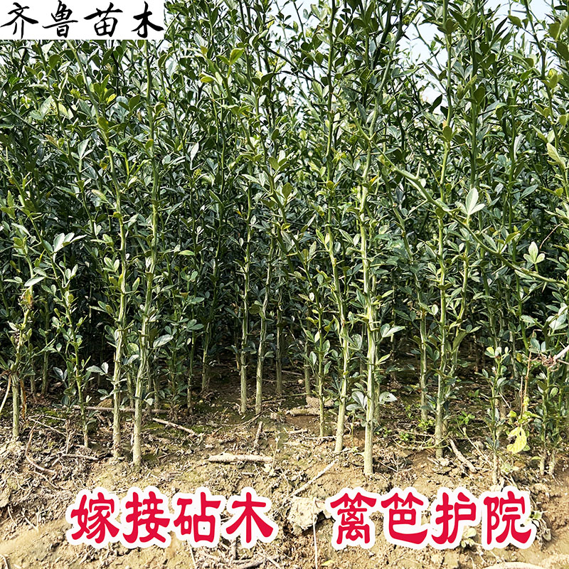 山东枸橘苗枳壳苗篱笆护院