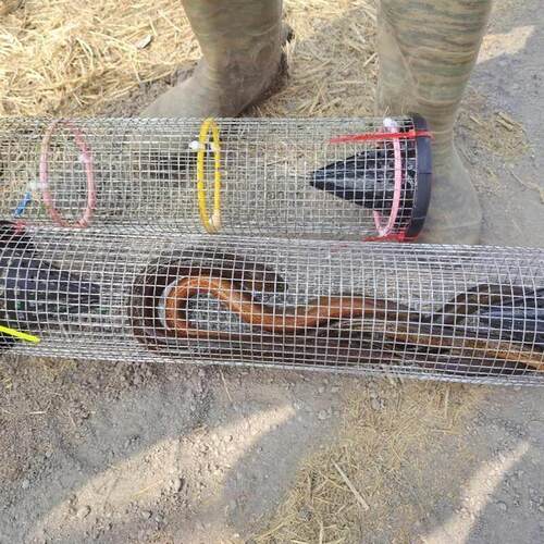 】控蛇神器铁丝笼黄鳝笼装蛇器镀锌装蛇铁笼新款双门防蛇铁笼方形