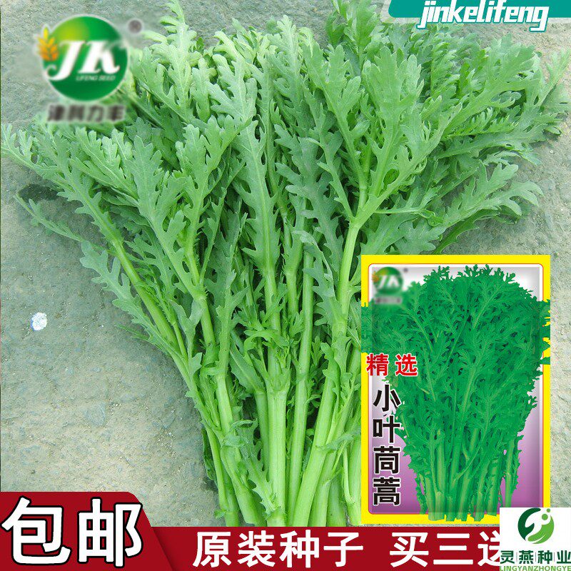 【种子】小叶茼蒿种子皇帝菜种籽光杆蒿子秆阳台盆栽庭院蔬菜种子