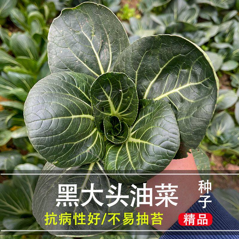 黑叶矮箕苏州青菜种籽耐寒油亮矮脚黑大头苏州青种子蔬菜种子大全