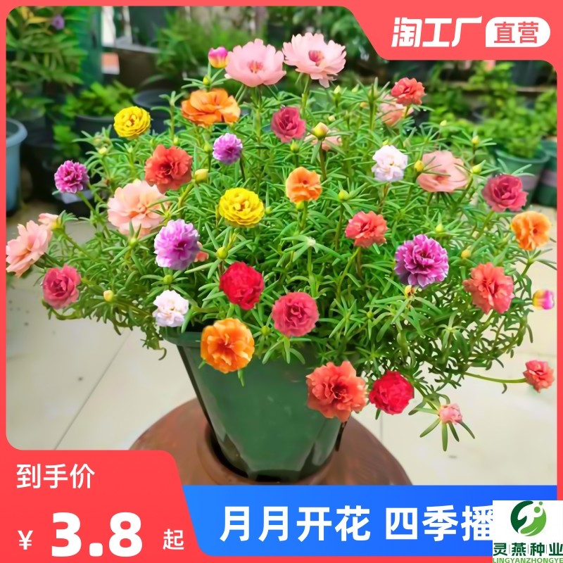 混色重瓣太阳花种子易活播种开花不断室外室内阳台盆栽花卉种籽孑