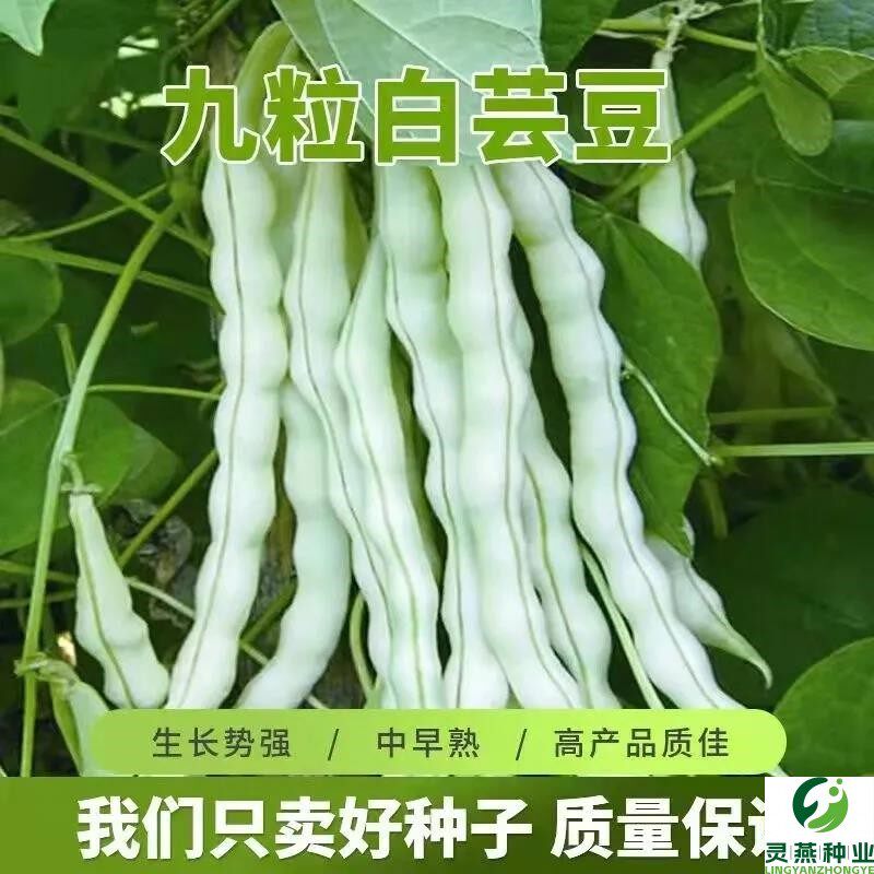 超级九粒白芸豆种子白不老豆角种子四季菜种子老来少豆籽早熟高产
