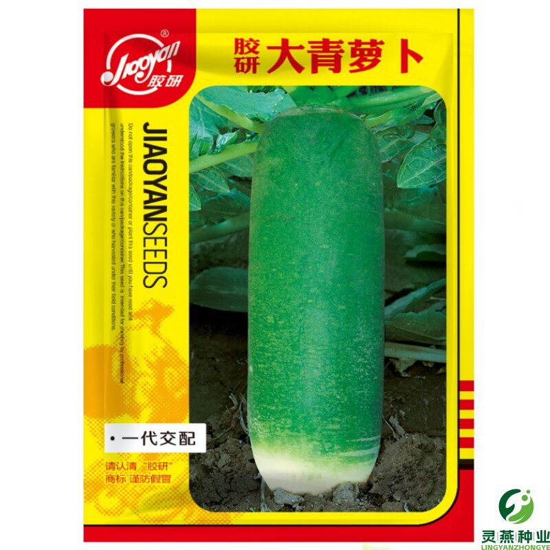 胶研大青萝卜籽青萝卜种子大全潍坊秋季四季山东蔬菜农家菜种种孑