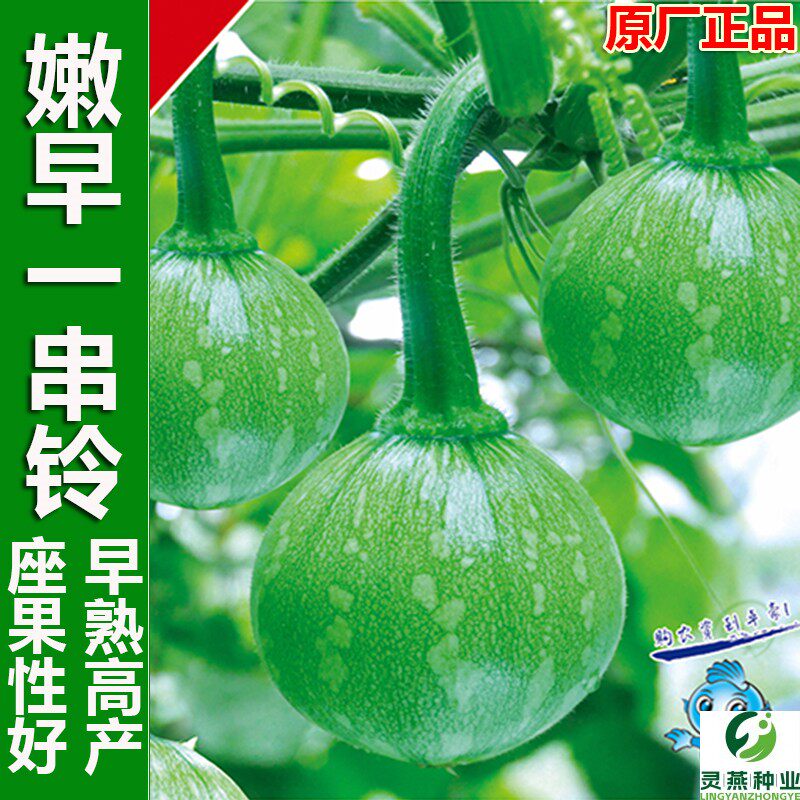 早熟嫩南瓜种子嫩食绿皮嫩瓜种籽蔬菜籽迷你小南瓜青瓜种孑青南瓜