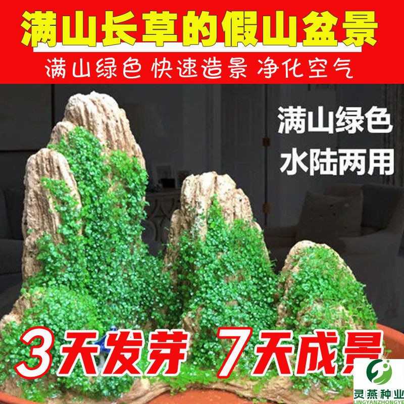 四季假山草种子 造盆景珍珠草种子 吸水石专用草籽上水石植物易活