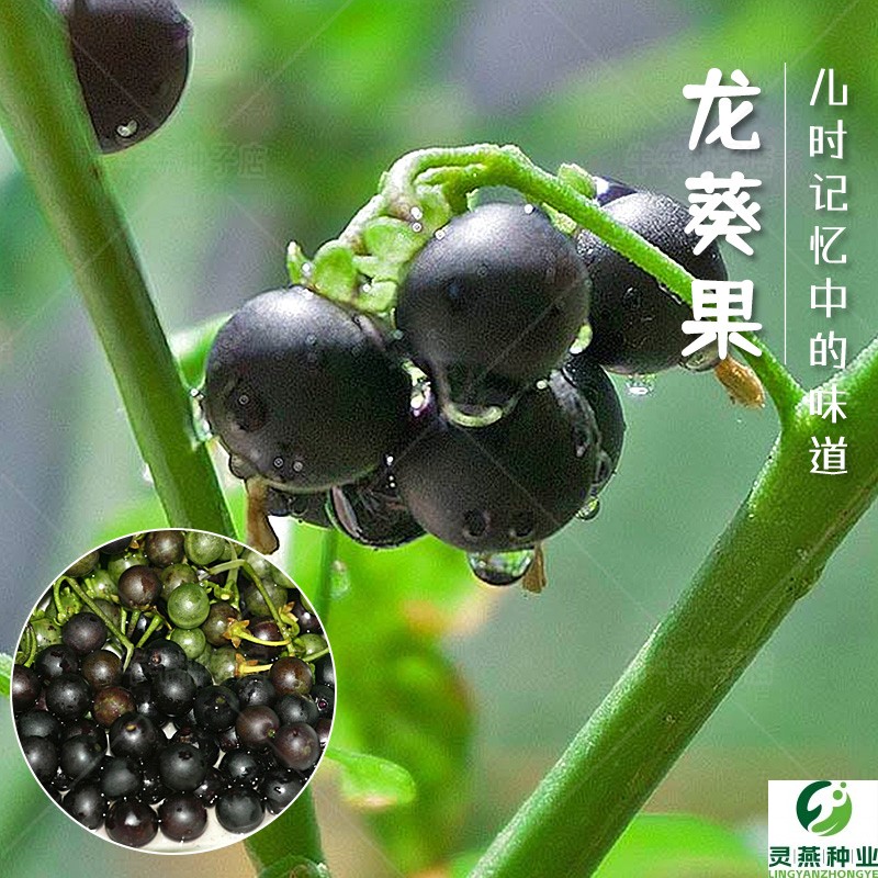 龙葵种子黑黝黝天天高产水果种籽春夏四季浆果阳台盆栽野菜蔬菜孑