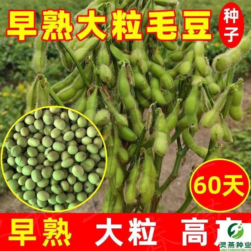 毛豆种子早熟65天 高产大豆新品种 黄豆种子高产早熟大青毛豆大粒