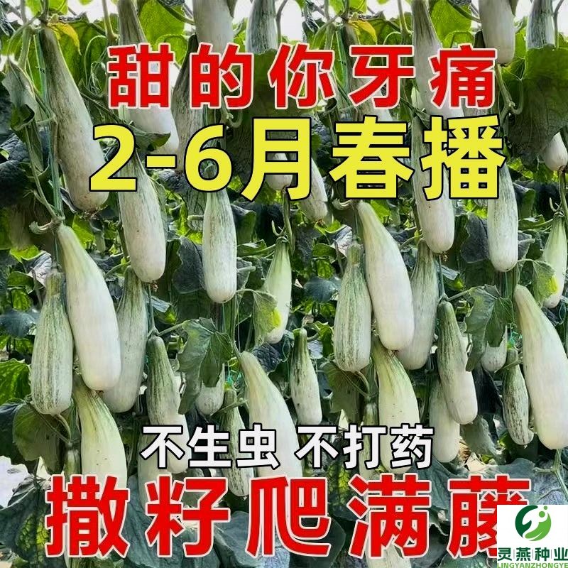 超甜羊角蜜甜瓜种子薄皮冰糖香瓜籽四季种子庭院阳台盆栽水果种子