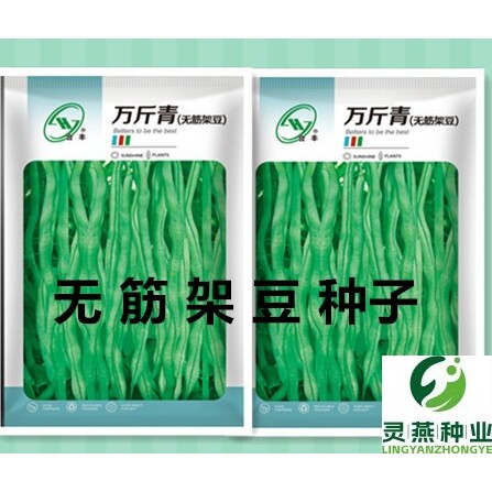 高产无筋豆种孑四季豆种子豆角种子爬藤无丝豆豆王种籽蔬菜种阳台