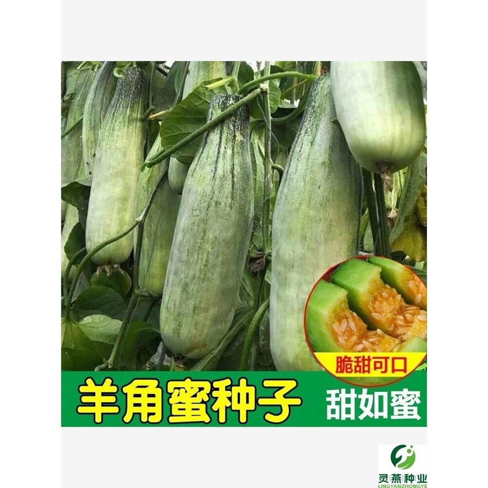 羊角蜜甜瓜种籽子羊角酥甜瓜种孑香瓜春季四季水果蔬菜种子高产