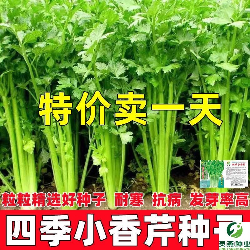 四季小香芹菜芹菜种子四季易播种实心小香芹种子本地春季蔬菜种子