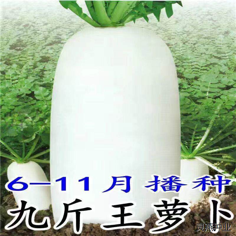 九斤王特大白萝卜种子四季高产春不老蔬菜种籽耐热秋季播种不空心