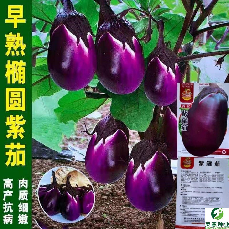 高产本地茄子种子特大紫罐茄种子牛心紫黑罐茄春季四季播蔬菜种子