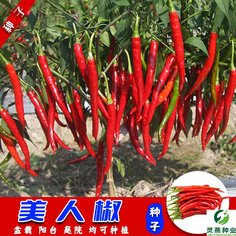 【美人椒】种子阳台四季种植盆栽花盆泡沫箱易成活发芽率高品质发