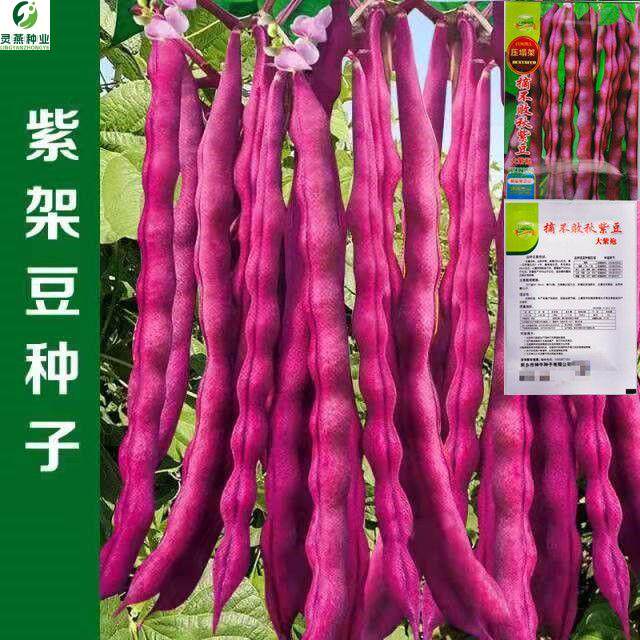 紫袍先锋豆角种子紫红四季豆角种子架豆种子芸豆种子特色蔬菜种子