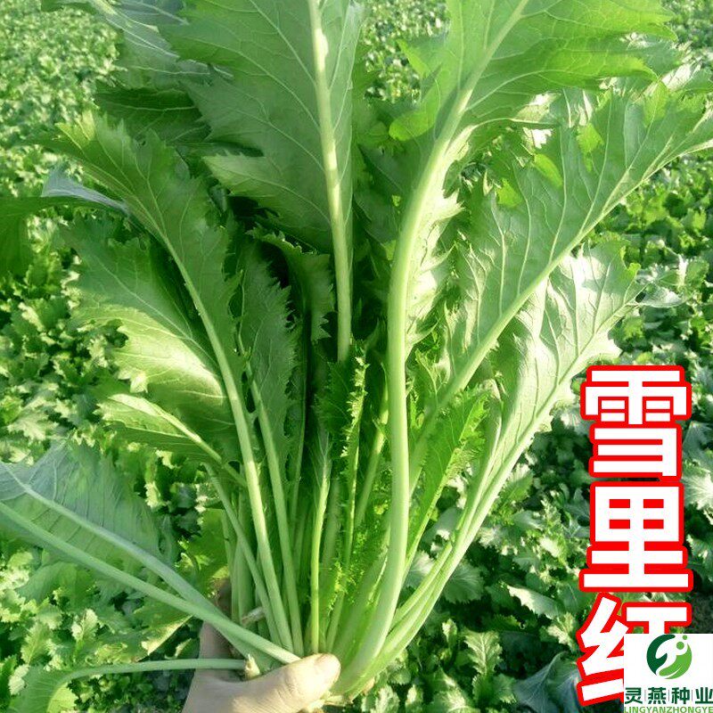 雪里红种子蔬菜种子雪里蕻腌菜种籽花叶雪菜细叶九头鸟孑室外种植