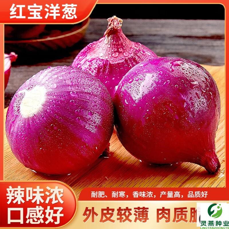 红皮洋葱种子特大圆葱种籽耐寒紫皮四季秋季葱头种孑农家庭院蔬菜