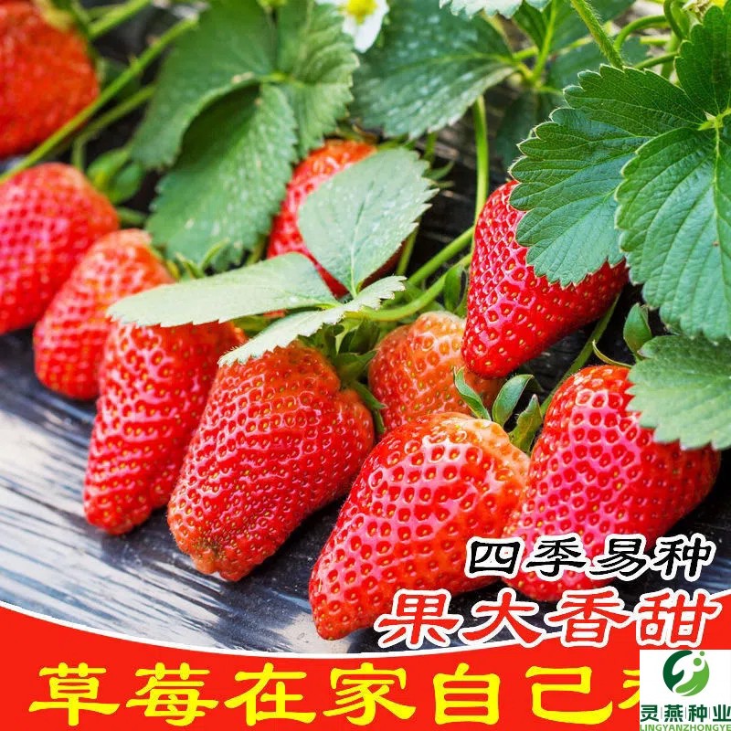 超大超甜奶油草莓耔四季播种结果草莓耔庭院阳台盆栽水果高产抗病