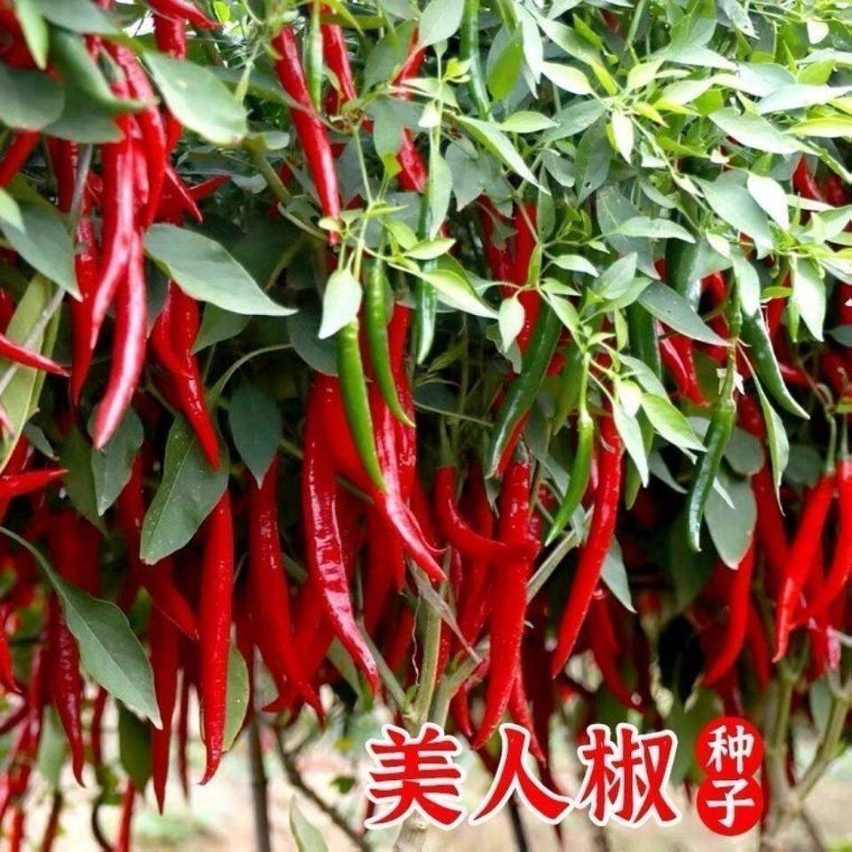 美人椒辣椒种子小米辣特辣王摘不败贵州特产香辣四季红尖椒种子