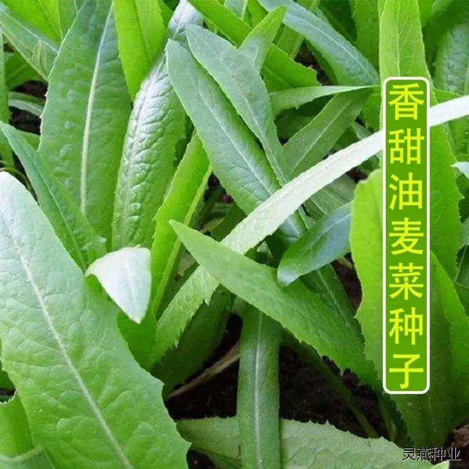 油麦菜种子四季油麦菜种子菜园农庄种植香油麦菜四季播种早熟易熟
