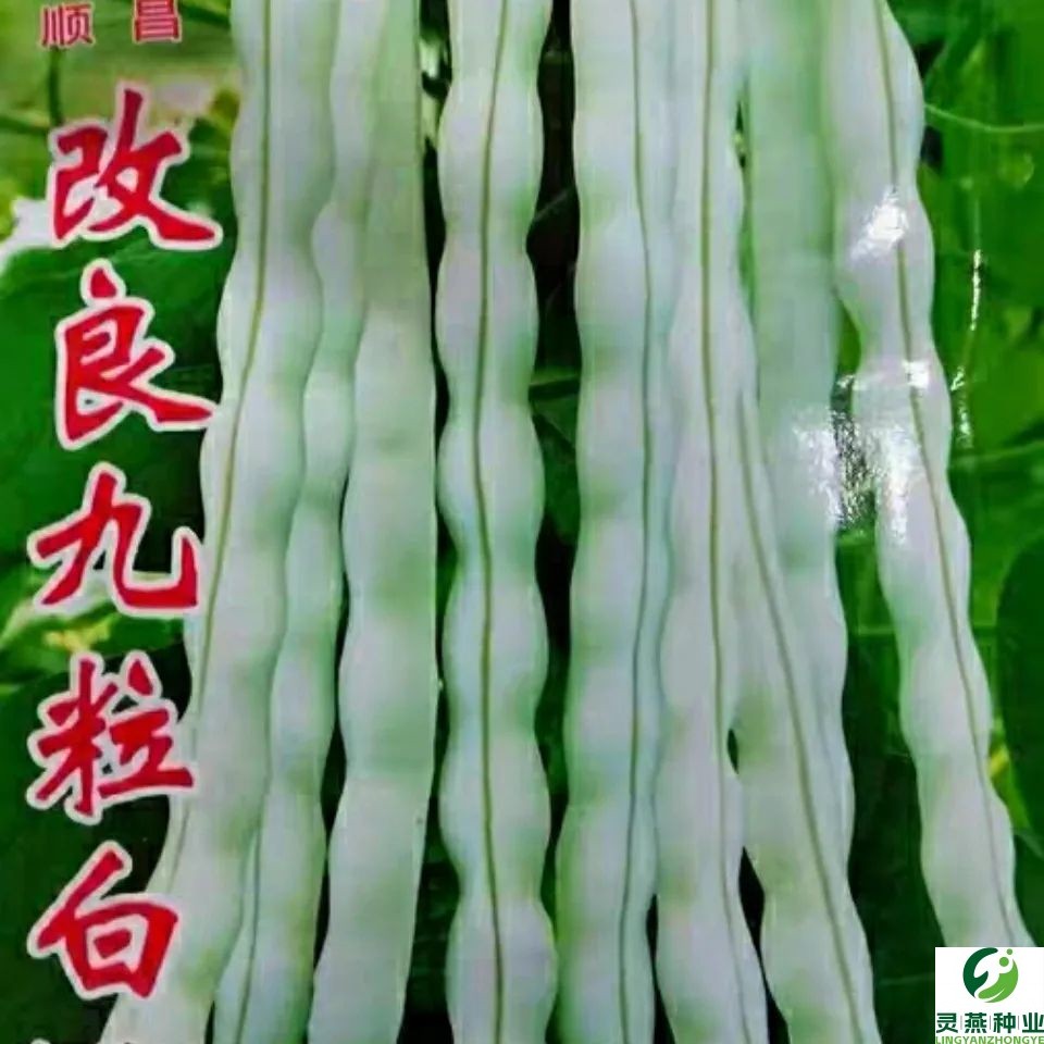 九粒白芸豆种子豆角种子架豆四季种子四季蔬菜豆角种子庭院种植籽