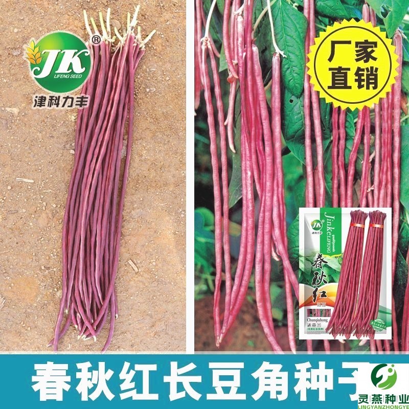 春秋红豇豆种子特长紫红豆角种孑高产早熟四季抗病豇豆角种籽大全