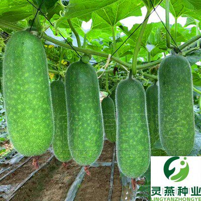 节瓜种籽种春季秋季阳台爬藤蔬菜四季迷你小冬瓜高产毛节瓜种子孑