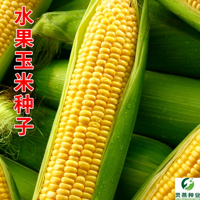 水果玉米种子粤甜29号鲜食甜脆国审甜玉米苞谷种籽农家田园蔬菜孑