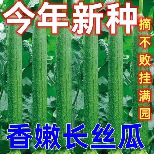 长香丝瓜种子早熟高产长顺直耐热爬藤特长丝瓜庭院阳台四季蔬籽孑
