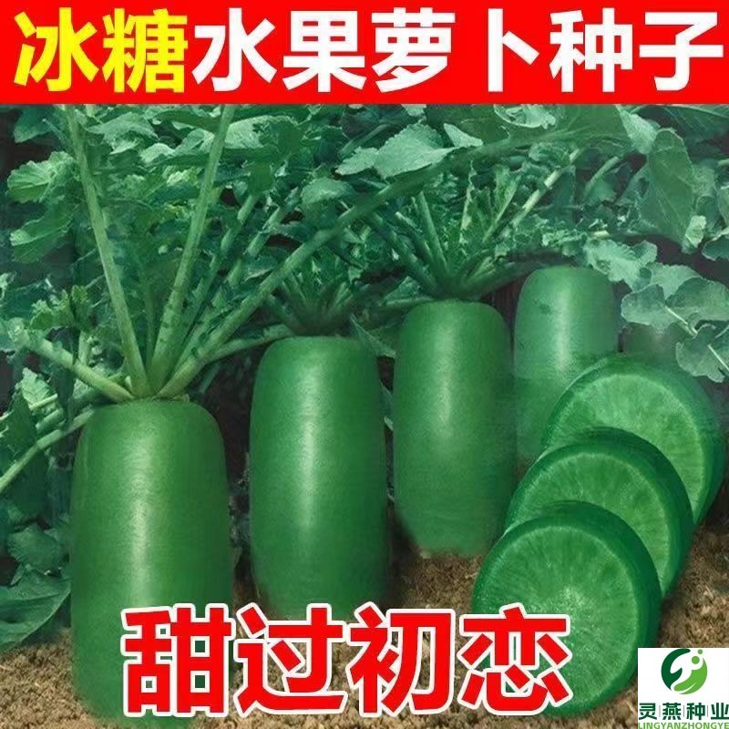 冰糖水果萝卜种子生吃脆甜农家蔬菜种孑四季播种阳盆栽绿萝卜种籽