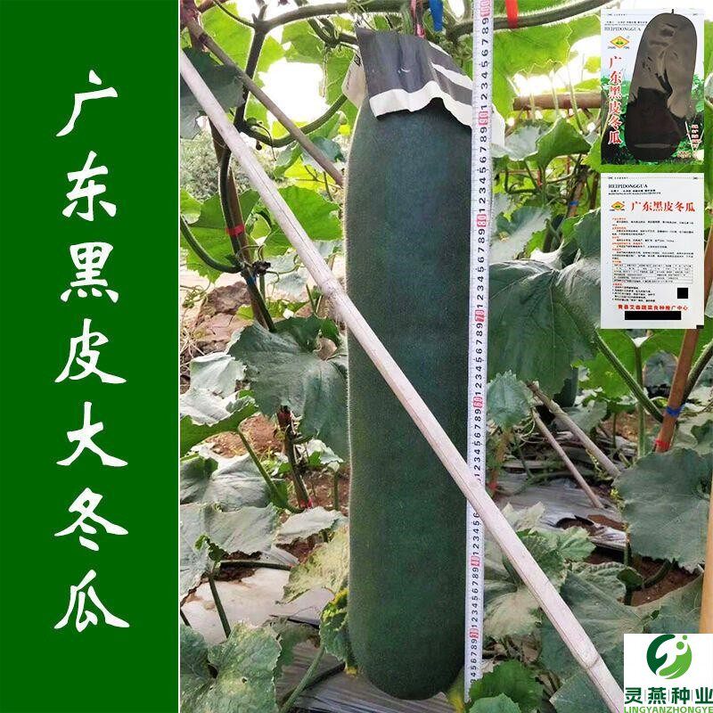 广东特大巨型黑皮大冬瓜种子种籽四季高产东瓜农家春季夏秋蔬菜孑